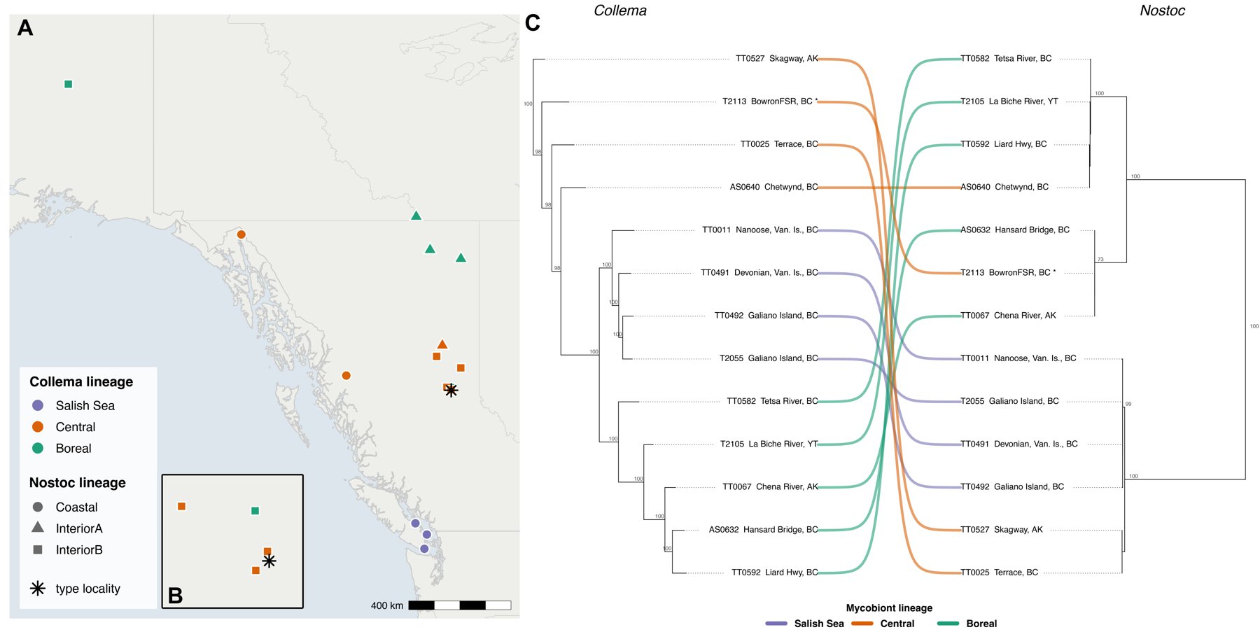 Left: a map of sampling localities across British Columbia, Yukon, and Alaska, coloured by fungal lineage and shaped by Nostoc lineage. Right: facing phylogenetic trees of the fungus and its Nostoc partner, connected by tangled lines showing a discordant pattern.
