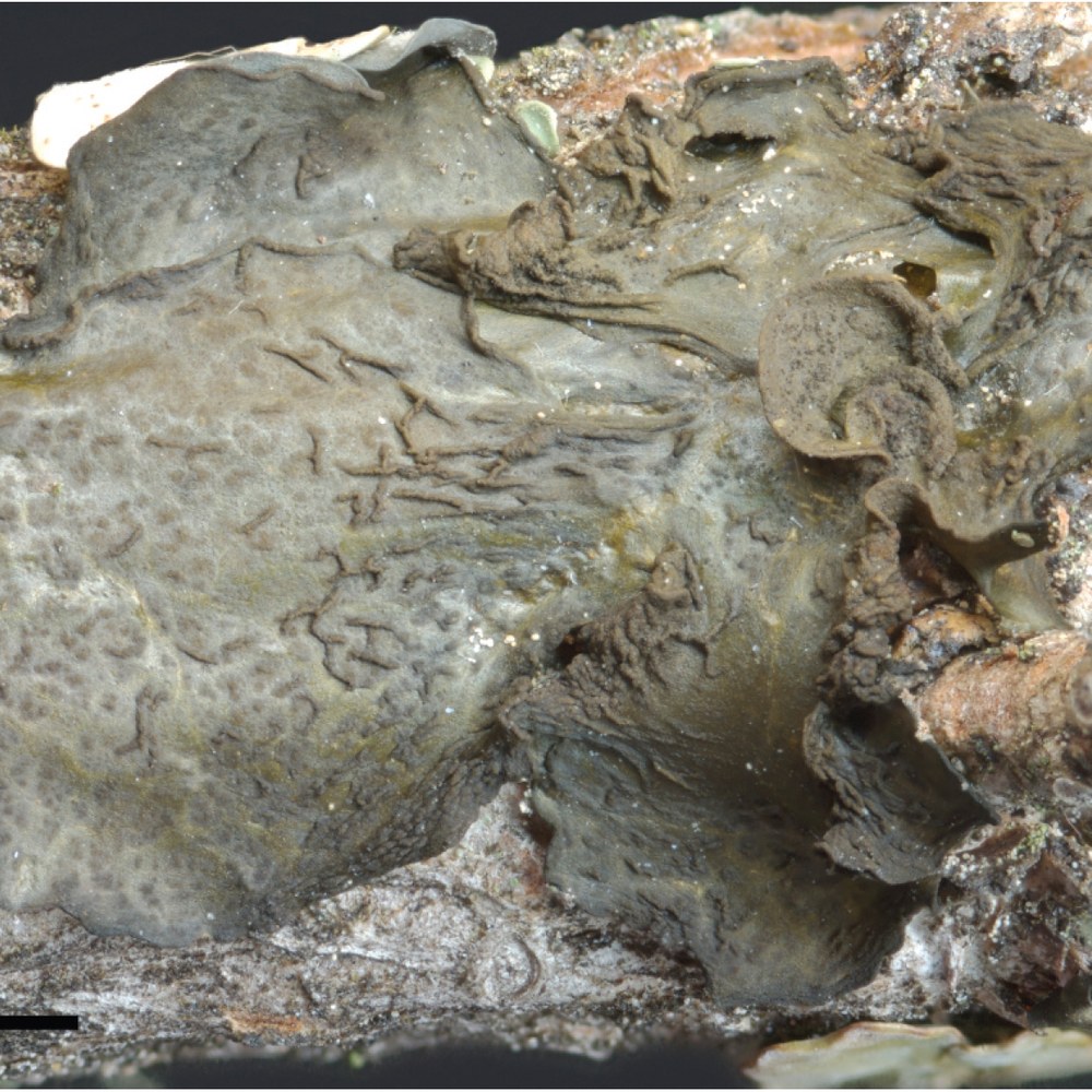 When ITS does not tell the whole story: three hidden lineages within a threatened lichen