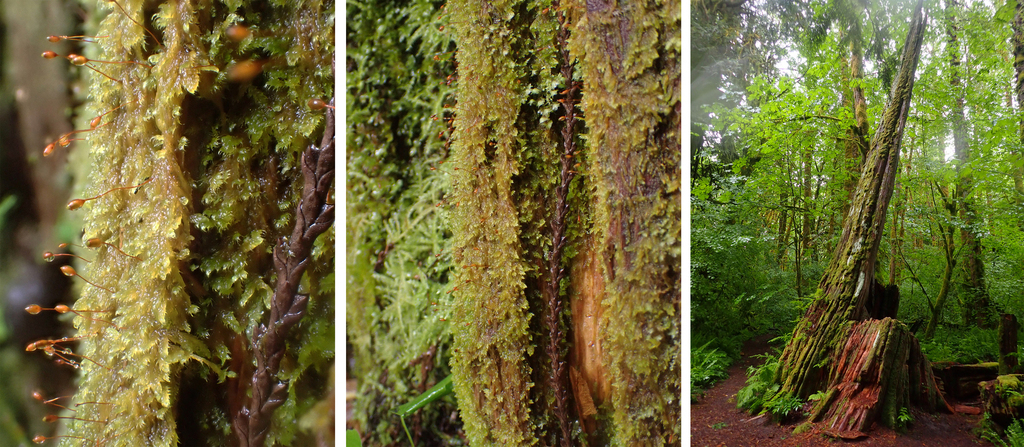 A nice flush of sporophytes on Roell's brotherella moss