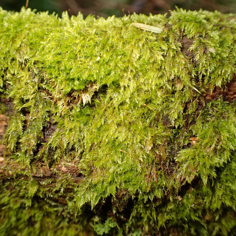 Finding an endangered moss again, nineteen years later